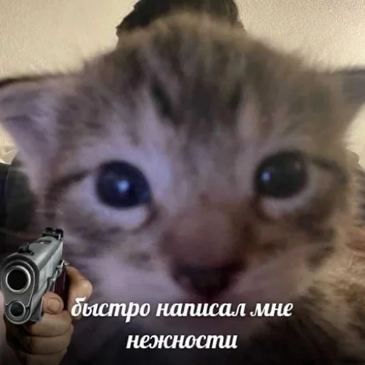 ✍️ Стикер «fluffy ambulance» для Telegram