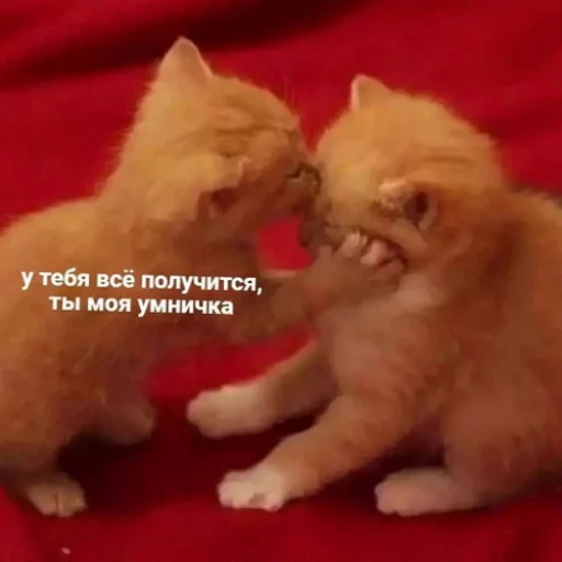 😘 Стикер «fluffy ambulance» для Telegram