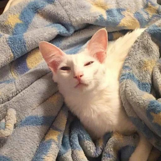 💤 Стикер «fluffy ambulance» для Telegram