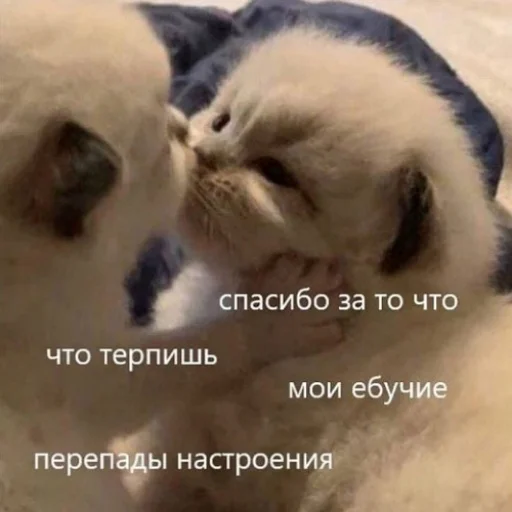🖤 Стикер «fluffy ambulance» для Telegram