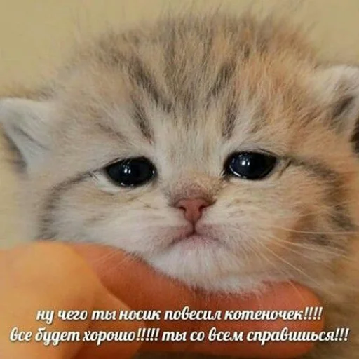 🫂 Стикер «fluffy ambulance» для Telegram
