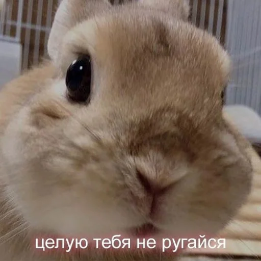 🥺 Стикер «fluffy ambulance» для Telegram