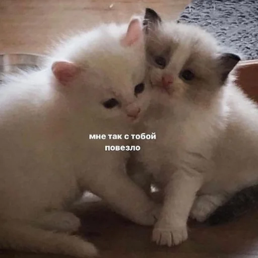 ❤️ Стикер «fluffy ambulance» для Telegram