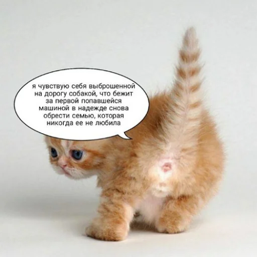 💔 Стикер «fluffy ambulance» для Telegram