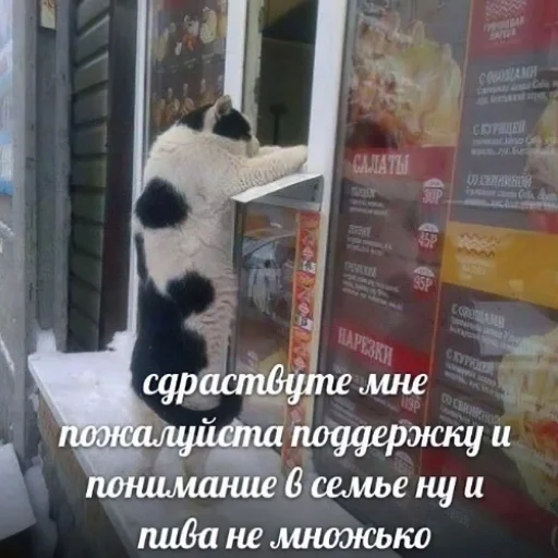 🥺 Стикер «fluffy ambulance» для Telegram
