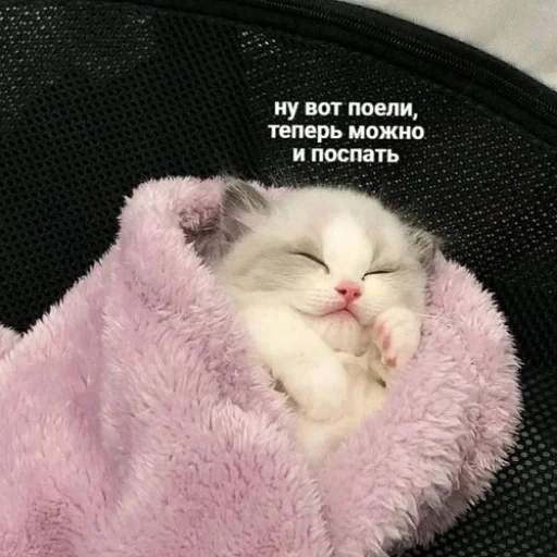💤 Стикер «fluffy ambulance» для Telegram