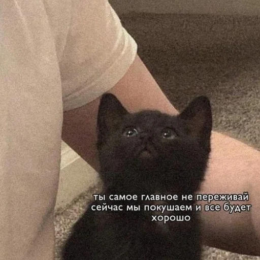 🫂 Стикер «fluffy ambulance» для Telegram