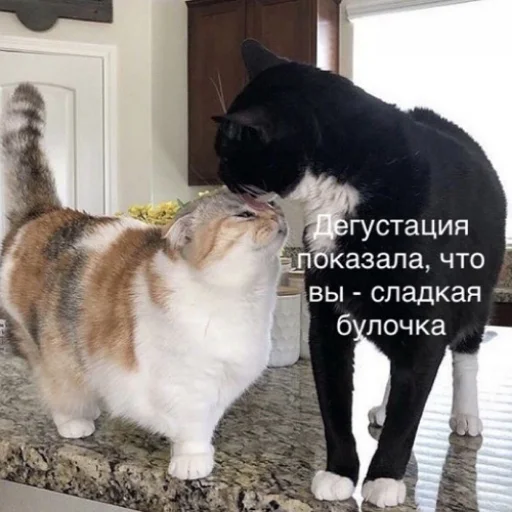 😋 Стикер «fluffy ambulance» для Telegram