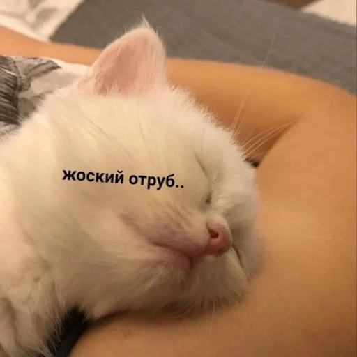 🛌 Стикер «fluffy ambulance» для Telegram