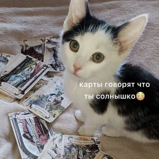 🥰 Стикер «fluffy ambulance» для Telegram