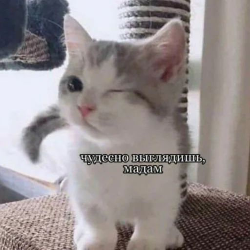 ❤️ Стикер «fluffy ambulance» для Telegram