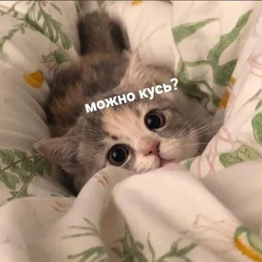 🫦 Стикер «fluffy ambulance» для Telegram