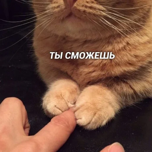 🫂 Стикер «fluffy ambulance» для Telegram