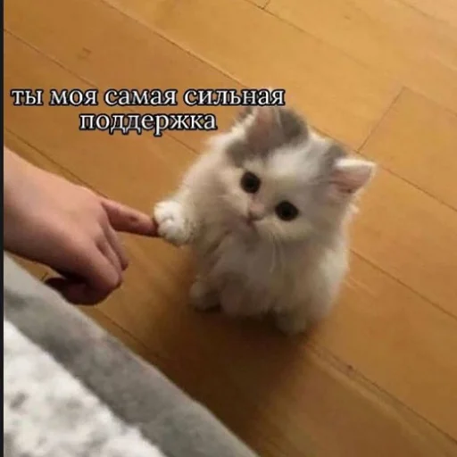 🤗 Стикер «fluffy ambulance» для Telegram