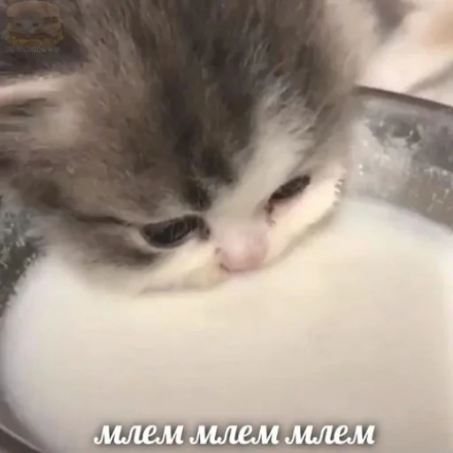 🥛 Стикер «fluffy ambulance» для Telegram