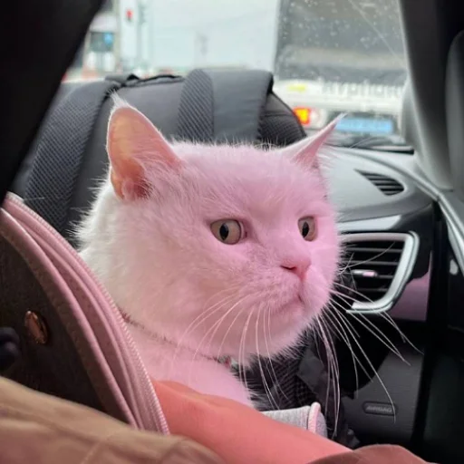 🤨 Стикер «fluffy ambulance» для Telegram