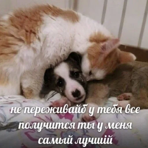 🫂 Стикер «fluffy ambulance» для Telegram