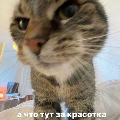😍 Стикер «fluffy ambulance» для Telegram