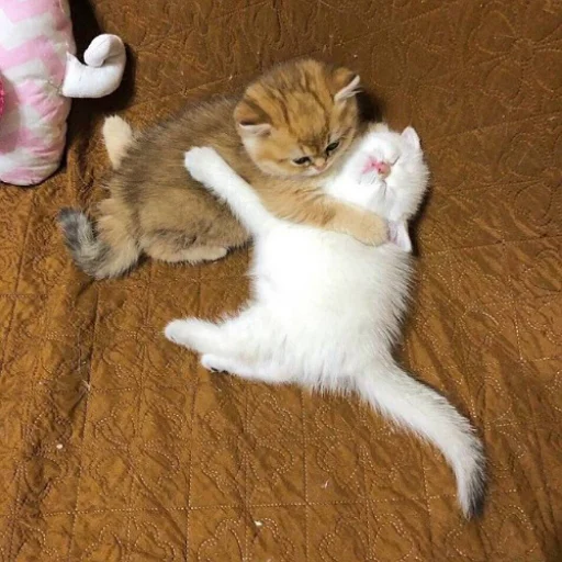 ❤️ Стикер «fluffy ambulance» для Telegram