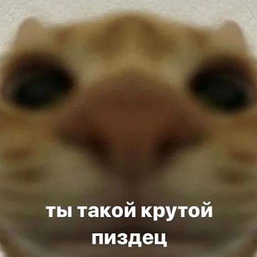 🥰 Стикер «fluffy ambulance» для Telegram