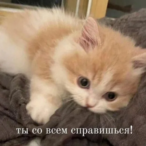 🫂 Стикер «fluffy ambulance» для Telegram