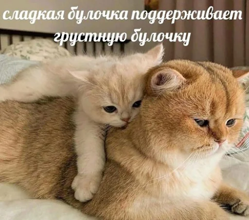 🫂 Стикер «fluffy ambulance» для Telegram