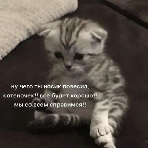 🫂 Стикер «fluffy ambulance» для Telegram