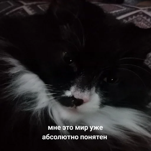 😭 Стикер «fluffy ambulance» для Telegram