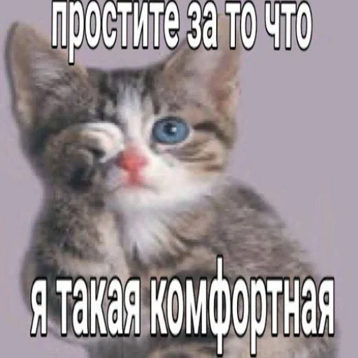 🥰 Стикер «fluffy ambulance» для Telegram