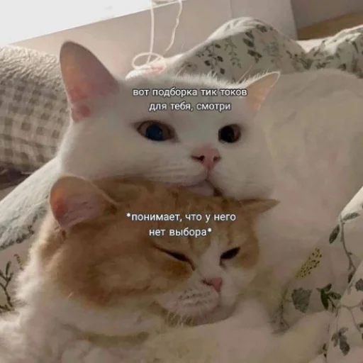 🤳 Стикер «fluffy ambulance» для Telegram