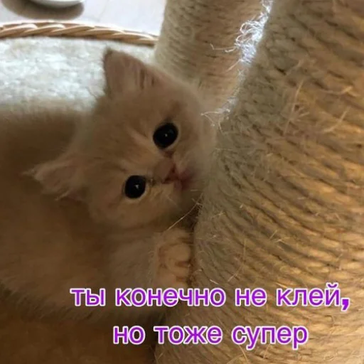 😍 Стикер «fluffy ambulance» для Telegram
