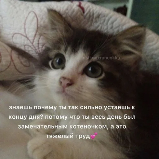 ❤️ Стикер «fluffy ambulance» для Telegram