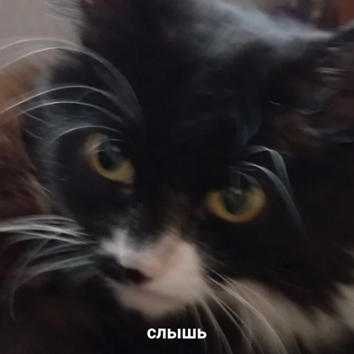 😡 Стикер «fluffy ambulance» для Telegram