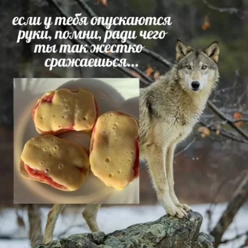 🥪 Стикер «fluffy ambulance» для Telegram