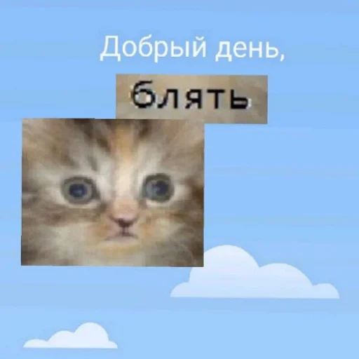 💤 Стикер «fluffy ambulance» для Telegram