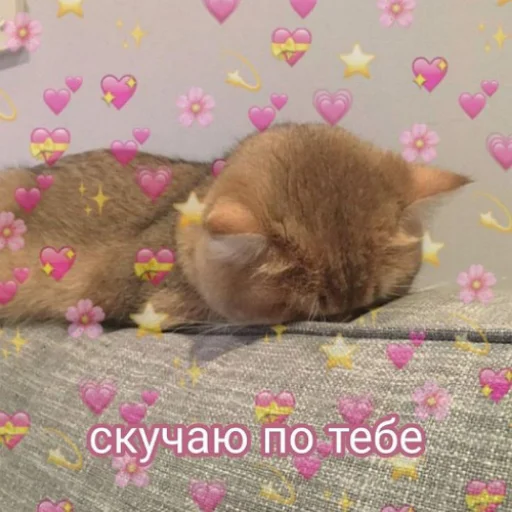 😭 Стикер «fluffy ambulance» для Telegram