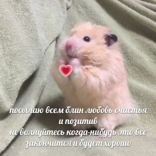 ❤️ Стикер «fluffy ambulance» для Telegram