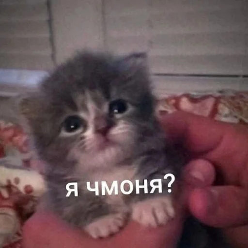 🤡 Стикер «fluffy ambulance» для Telegram