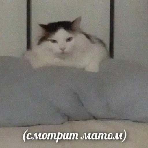 ☹️ Стикер «fluffy ambulance» для Telegram