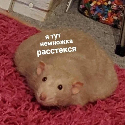🥺 Стикер «пушистые мемы» для Telegram