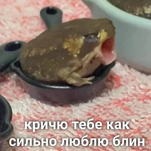 ❤️ Стикер «пушистые мемы» для Telegram