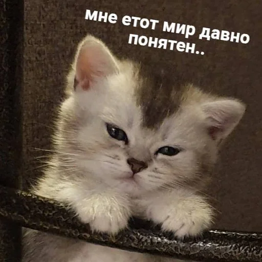 😔 Стикер «пушистые мемы» для Telegram