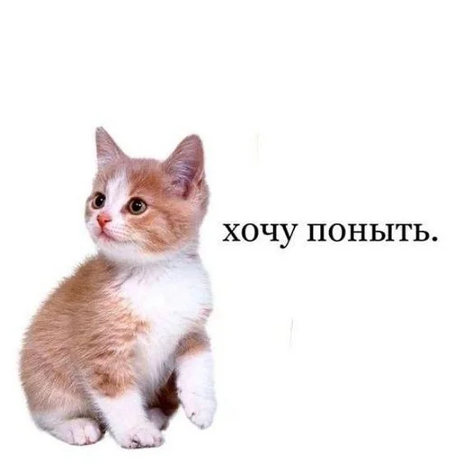 😥 Стикер «пушистые мемы» для Telegram