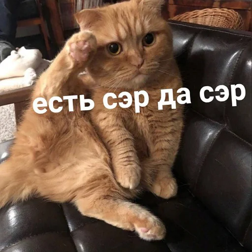🫡 Стикер «пушистые мемы» для Telegram