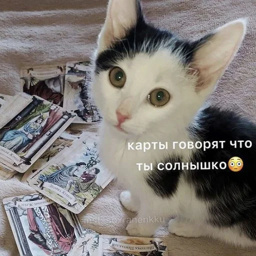 🥰 Стикер «пушистые мемы» для Telegram