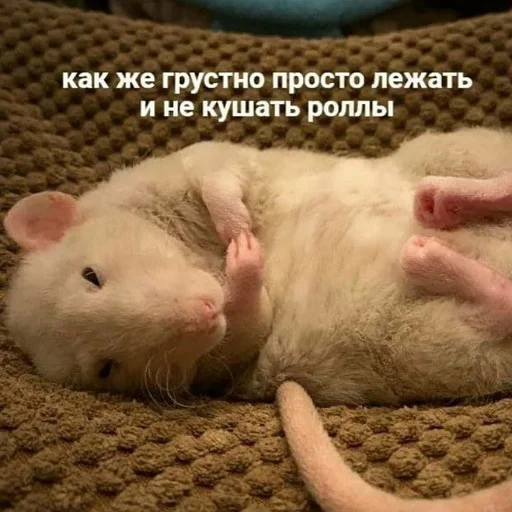 😢 Стикер «пушистые мемы» для Telegram