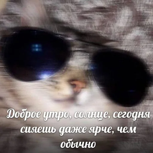 🥰 Стикер «пушистые мемы» для Telegram