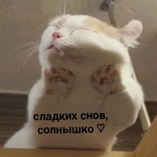 💤 Стикер «пушистые мемы» для Telegram