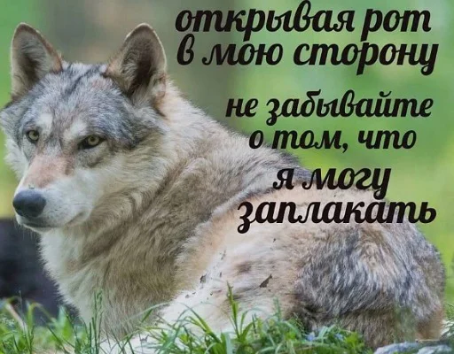 🤡 Стикер «пушистые мемы» для Telegram