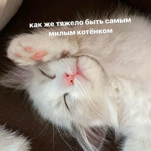 💗 Стикер «пушистые мемы» для Telegram